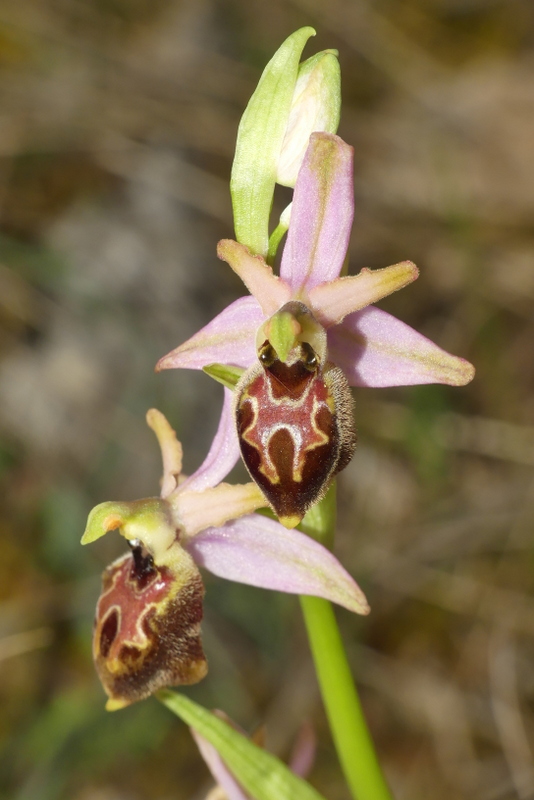 Ophrys exaltata subsp. archipelagi in Abruzzo marzo e aprile 2019